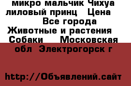 микро мальчик Чихуа лиловый принц › Цена ­ 90 - Все города Животные и растения » Собаки   . Московская обл.,Электрогорск г.